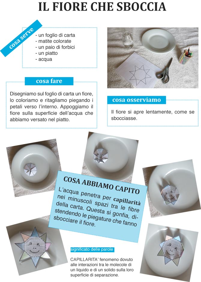 Il fiore che sboccia